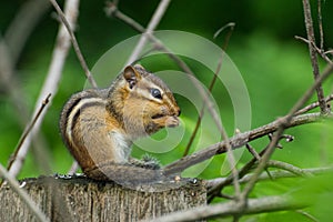 Wild chipmunk eating