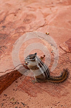 Wild Chipmunk Eating a Nut at Zion National Park