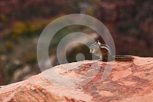 Wild Chipmunk Eating a Nut at Zion National Park