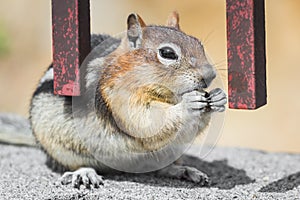 Wild chipmunk feeding