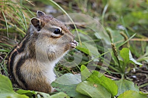 Wild chipmunk sitting on grass eating peanut