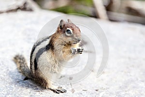 Wild Chipmunk (Tamias Striatus)