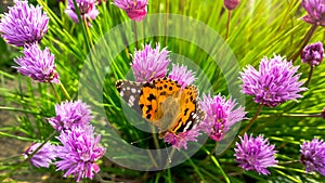 Wild Chives and Painted lady orange butterfly. Vanessa cardui, Nymphalidae or Painted lady close up on Chives. Painted photo