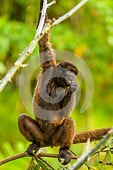 Wild Chorongo Monkey In Ecuador