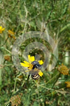 Wild Chrysanthemum with two black beetles and a snail