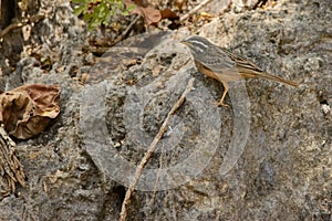 Cinnamon-breasted Bunting in Oman photo