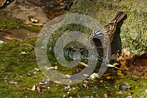 Cinnamon-breasted Rock-bunting male in Arabia photo