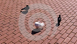 Wild city pigeons on asphalt in Moscow in spring