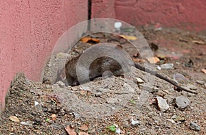 Wild city rat near a hole