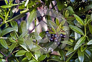 A wild climbing plant with black-lilac berries