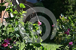 Wild Climbing Rose Flowers Garden.