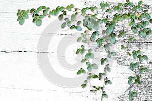 Wild climbing vines on white old wood background