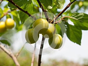 Wild Close Up Growing Gage Plums on Tree