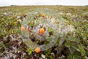 Wild cloudberries Rubus chamaemorus ripe in tundra