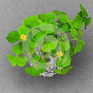 Wild clover leaves with yellow flowers