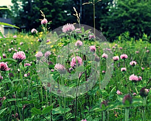 Wild clovers in a field