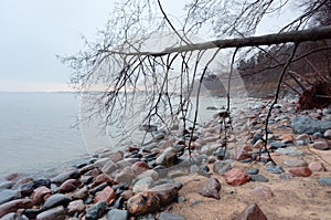 Wild coast of the Baltic sea, rocky seashore and fallen tree