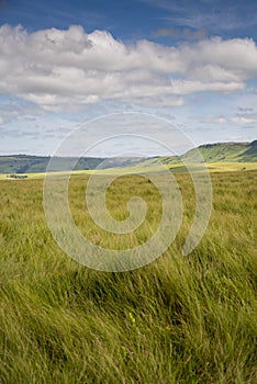 The Wild Coast, grasslands and African veld grazing fields for Nguni cattle in South Africa