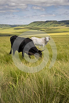 The Wild Coast, grasslands and African veld grazing fields for Nguni cattle in South Africa