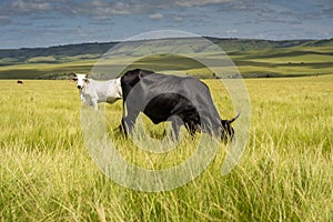 The Wild Coast, grasslands and African veld grazing fields for Nguni cattle in South Africa