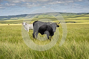 The Wild Coast, grasslands and African veld grazing fields for Nguni cattle in South Africa