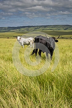 The Wild Coast, grasslands and African veld grazing fields for Nguni cattle in South Africa