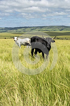 The Wild Coast, grasslands and African veld grazing fields for Nguni cattle in South Africa