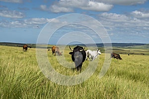 The Wild Coast, grasslands and African veld grazing fields for Nguni cattle in South Africa