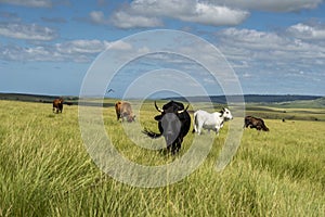 The Wild Coast, grasslands and African veld grazing fields for Nguni cattle in South Africa