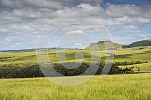 The Wild Coast, grasslands and African veld grazing fields for Nguni cattle in South Africa