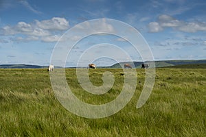 The Wild Coast, grasslands and African veld grazing fields for Nguni cattle in South Africa