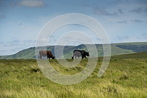 The Wild Coast, grasslands and African veld grazing fields for Nguni cattle in South Africa