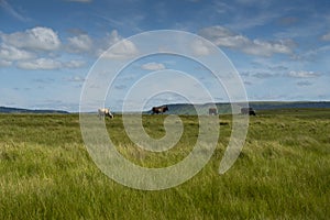 The Wild Coast, grasslands and African veld grazing fields for Nguni cattle in South Africa