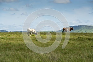 The Wild Coast, grasslands and African veld grazing fields for Nguni cattle in South Africa