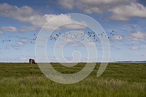 The Wild Coast, grasslands and African veld grazing fields for Nguni cattle in South Africa