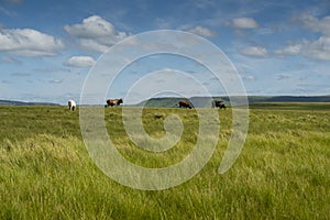 The Wild Coast, grasslands and African veld grazing fields for Nguni cattle in South Africa