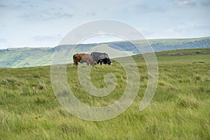 The Wild Coast, grasslands and African veld grazing fields for Nguni cattle in South Africa