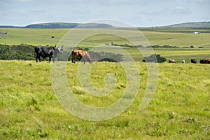 The Wild Coast, grasslands and African veld grazing fields for Nguni cattle in South Africa