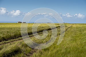 The Wild Coast, grasslands and African veld grazing fields for Nguni cattle in South Africa