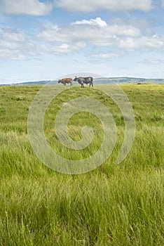 The Wild Coast, grasslands and African veld grazing fields for Nguni cattle in South Africa