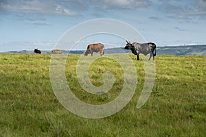 The Wild Coast, grasslands and African veld grazing fields for Nguni cattle in South Africa