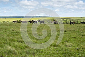 The Wild Coast, grasslands and African veld grazing fields for Nguni cattle in South Africa