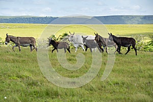 The Wild Coast, grasslands and African veld grazing fields for Nguni cattle in South Africa