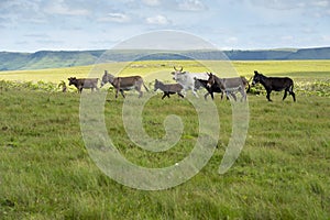 The Wild Coast, grasslands and African veld grazing fields for Nguni cattle in South Africa