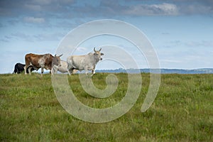 The Wild Coast, grasslands and African veld grazing fields for Nguni cattle in South Africa