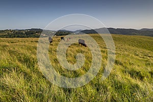 The Wild Coast, grasslands and African veld grazing fields for Nguni cattle in South Africa