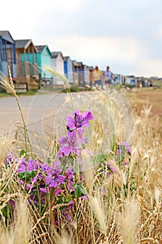 Wild coastal flowers and beach huts