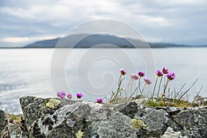 Wild coastal flowers growing on rocks on the shores