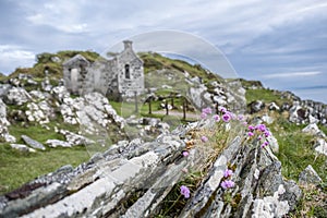 Wild coastal flowers growing on rocks on the shores