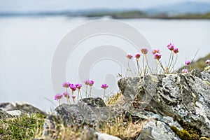 Wild coastal flowers growing on rocks on the shores